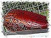 DSC_3046_DxO.jpg