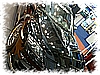 PICT0116.jpg